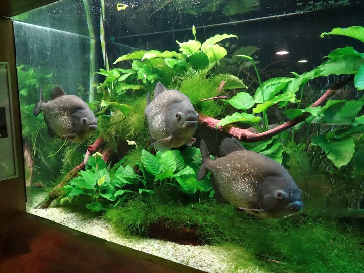 Pygocentrus nattereri