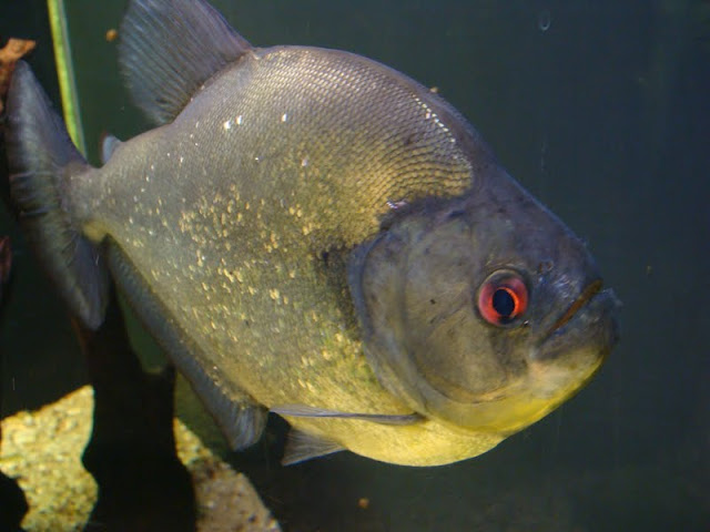 Pygocentrus rhombeus