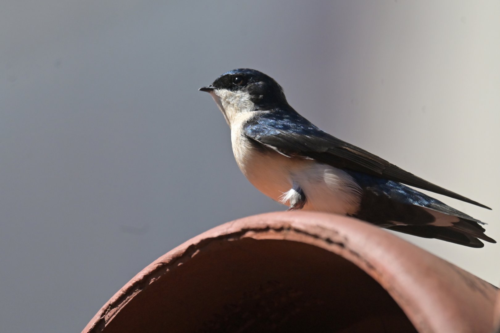 Pygochelidon cyanoleuca