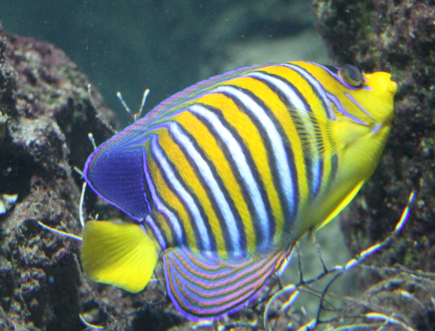 Pygoplites diacanthus - Regal angelfish