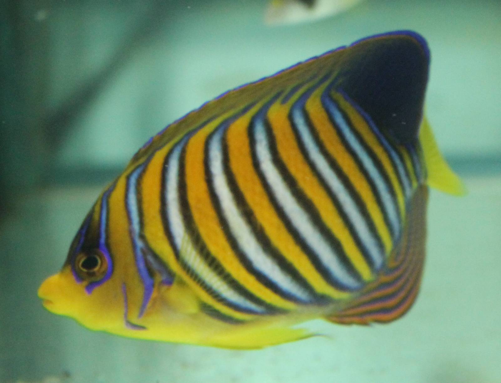 Pygoplites diacanthus