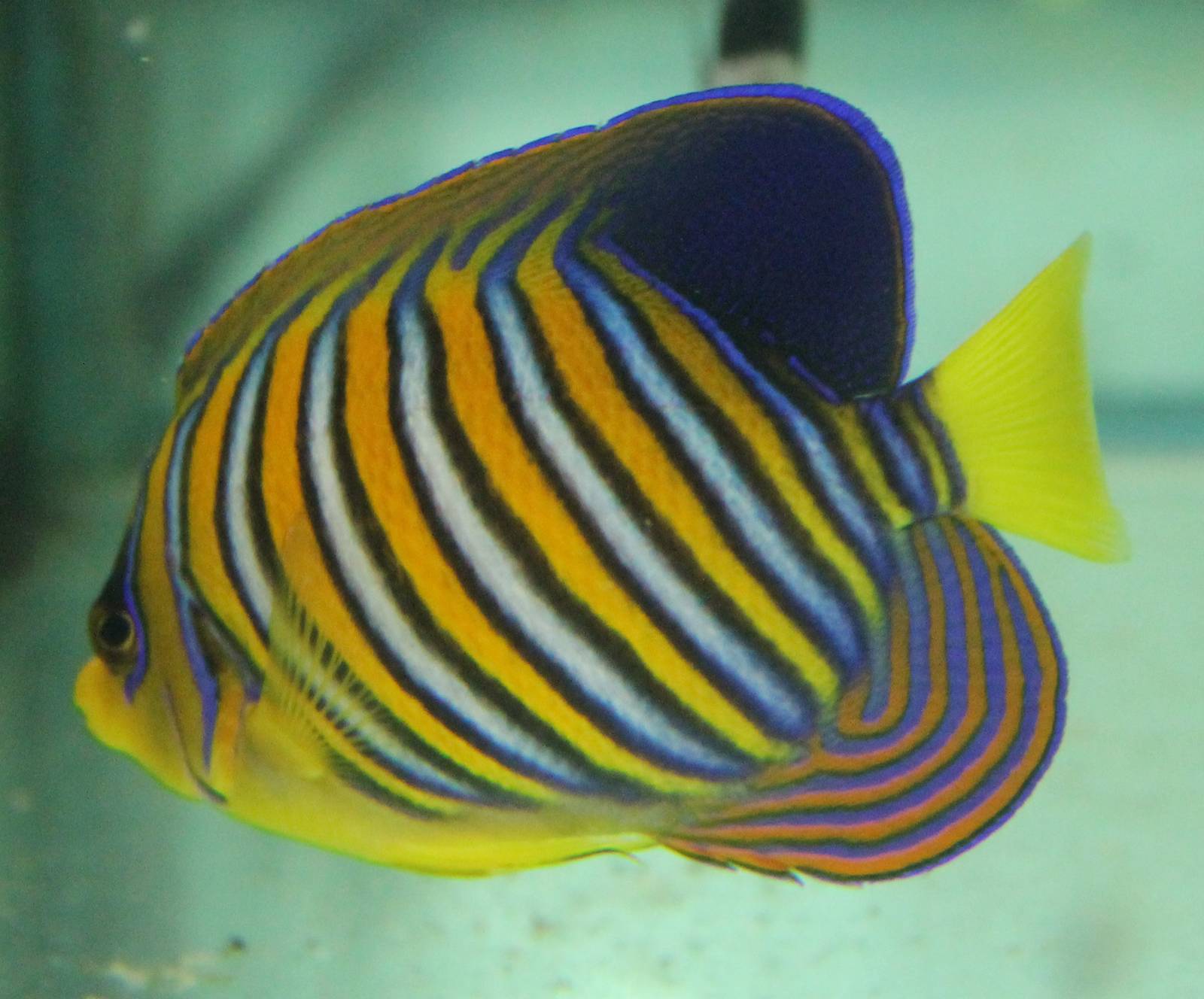 Pygoplites diacanthus