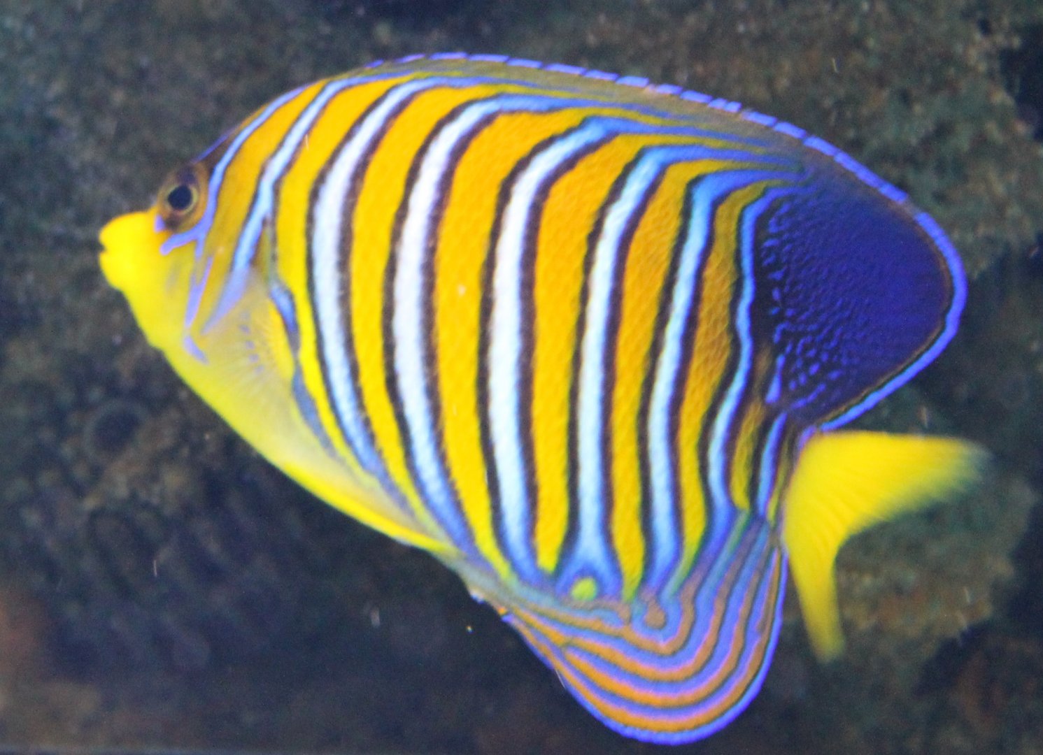 Pygoplites diacanthus