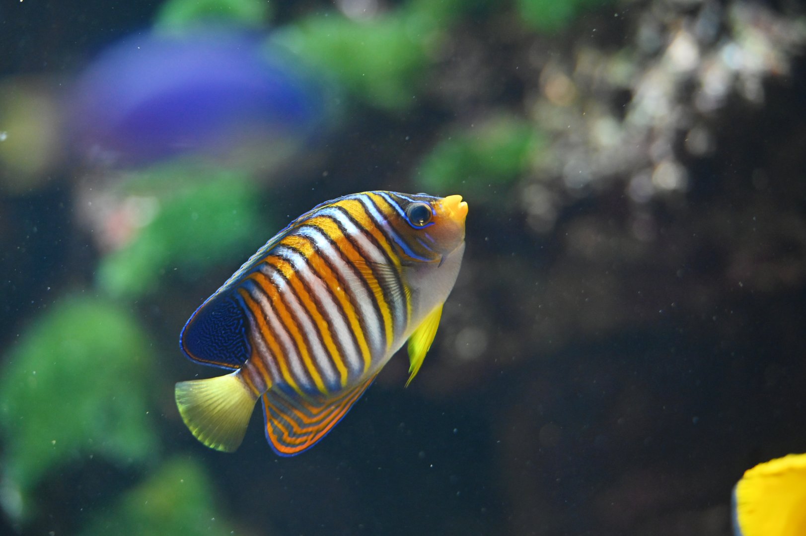 Pygoplites diacanthus