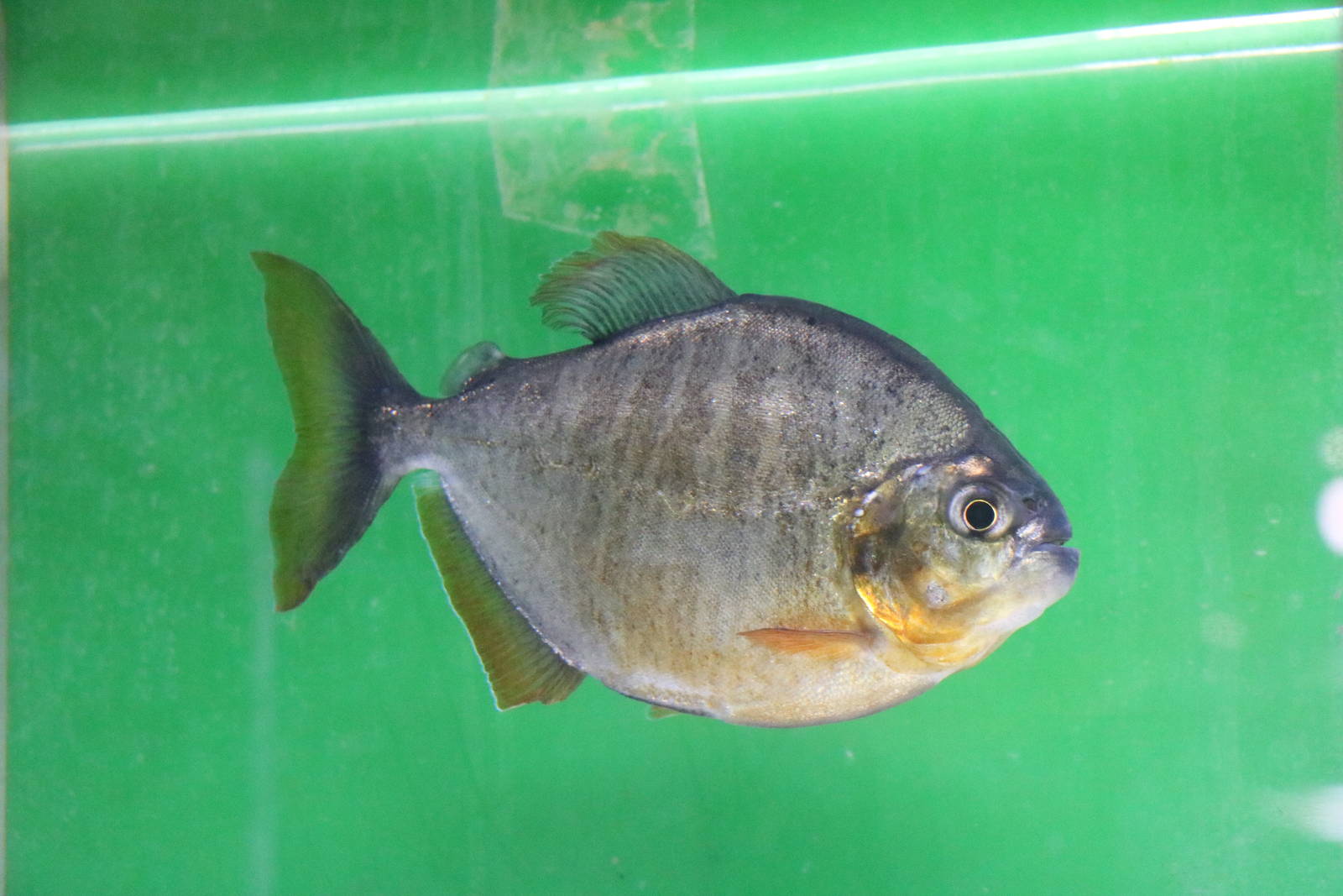 Pygopristis denticulata? - Tokyo Tower Aquarium, February 2016