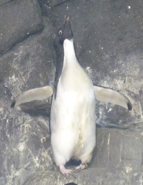 Pygoscelis Adeliae 1 (22-7-17 Faunia)