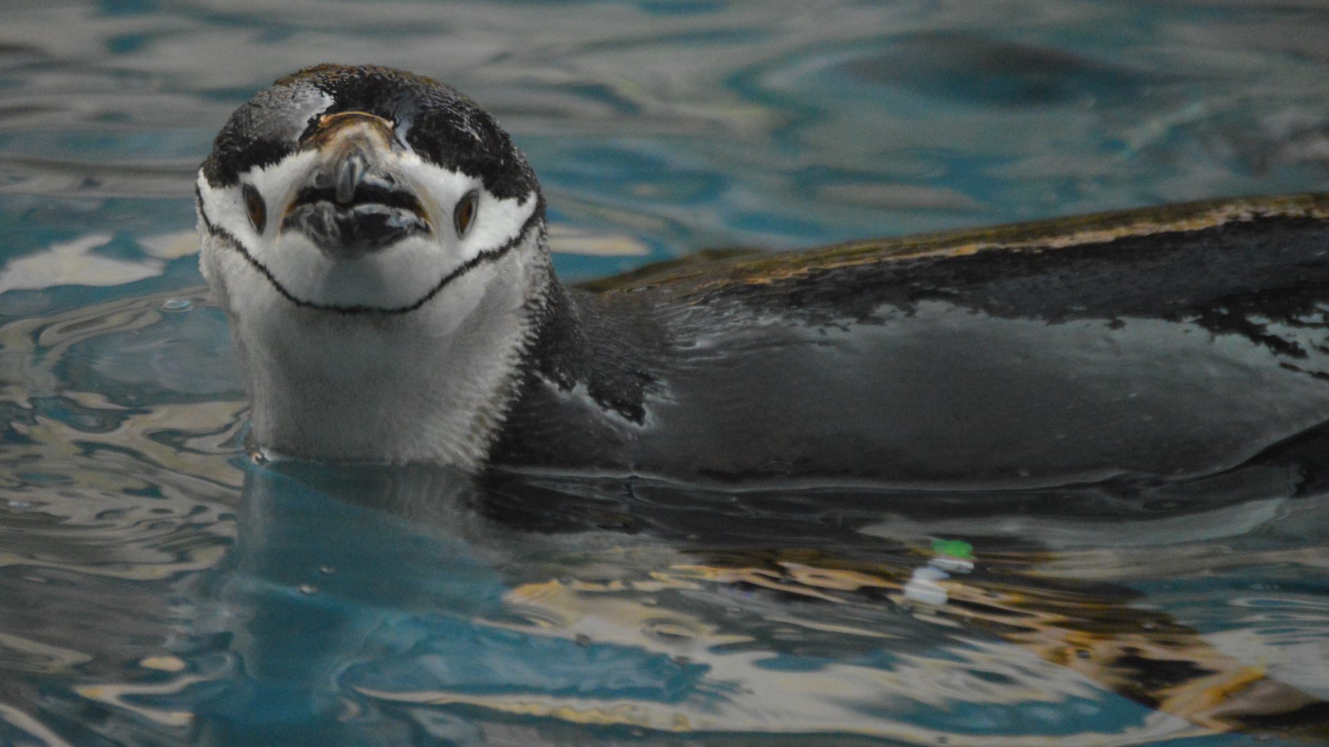 Pygoscelis antarctica