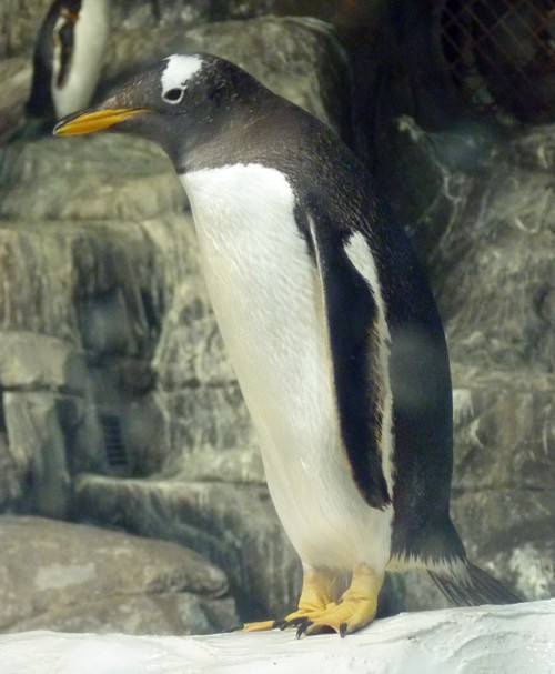 Pygoscelis Papua 3 (22-7-17 Faunia)