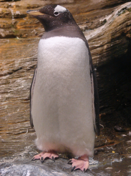 Pygoscelis papua papua / Gentoo penguin