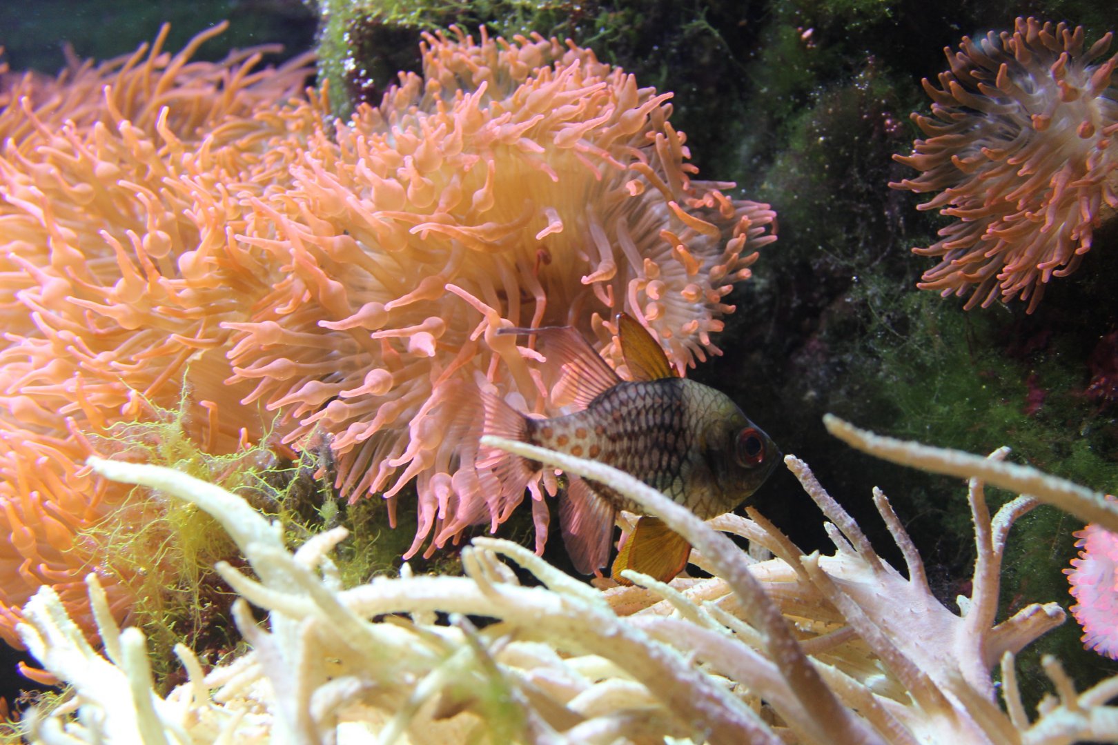 Pyjama cardinalfish - Sphaeramia nematoptera