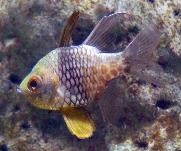 Pyjama cardinalfish (Sphaeramia nematoptera)