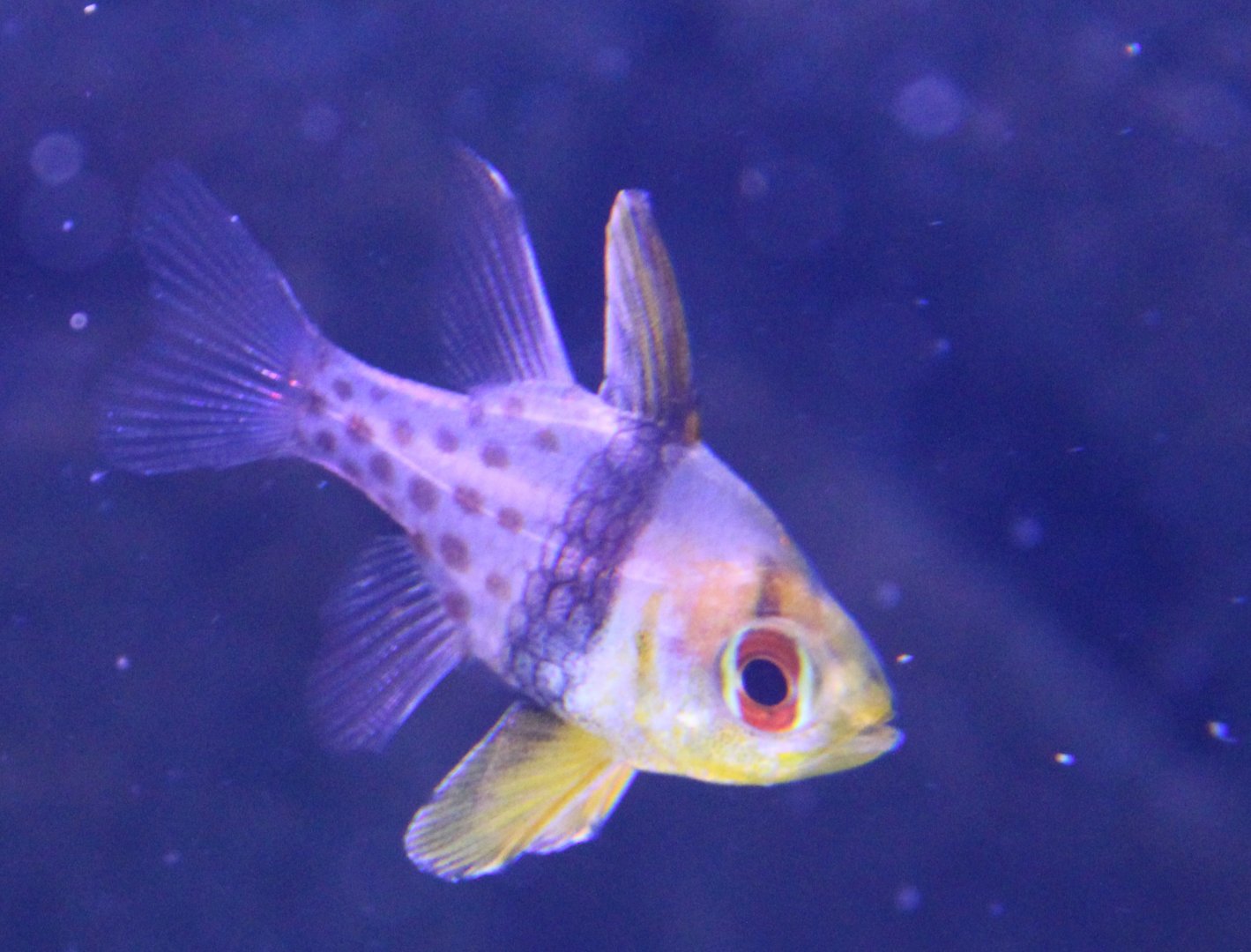 Pyjama cardinalfish - Sphaeramia nematoptera