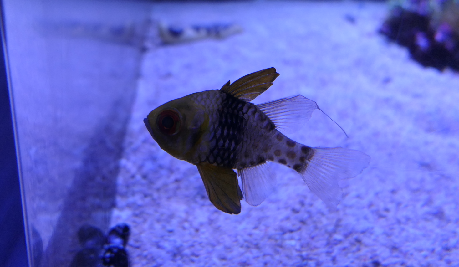 Pyjama Cardinalfish (Sphaeramia nematoptera)