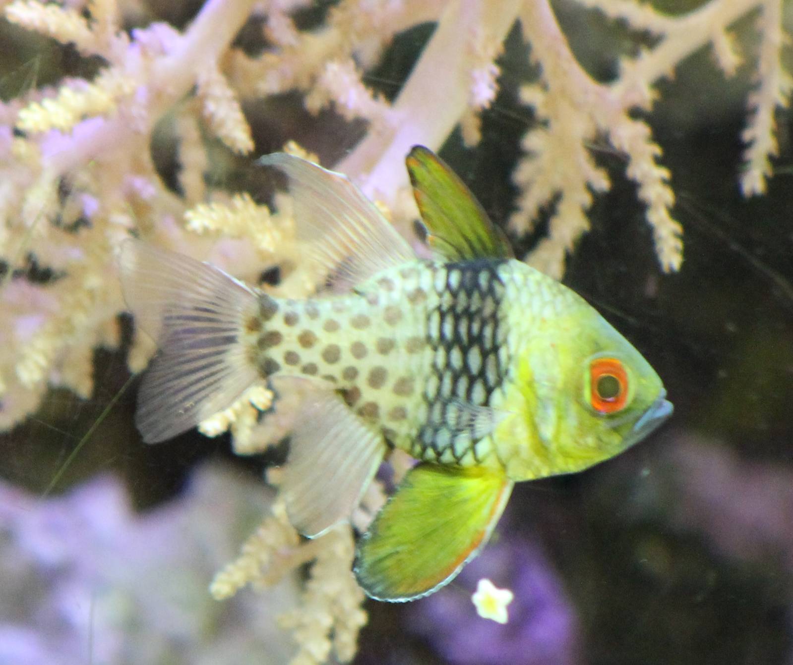 Pyjama cardinalfish