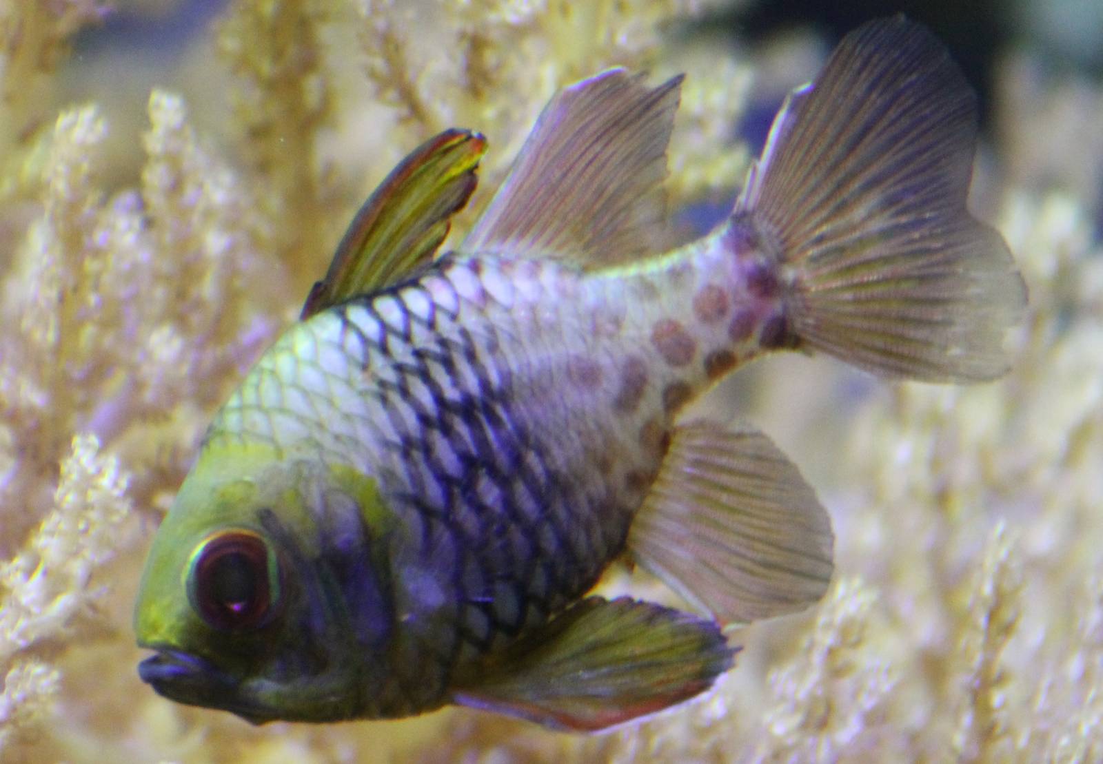 Pyjama cardinalfish