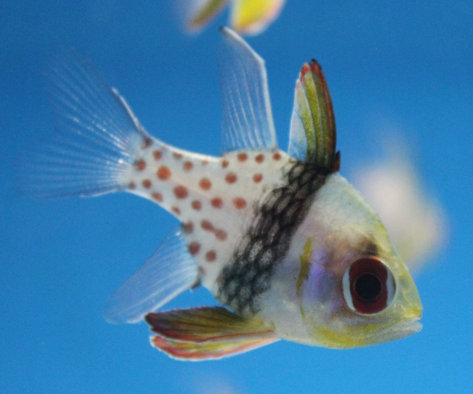Pyjama cardinalfish