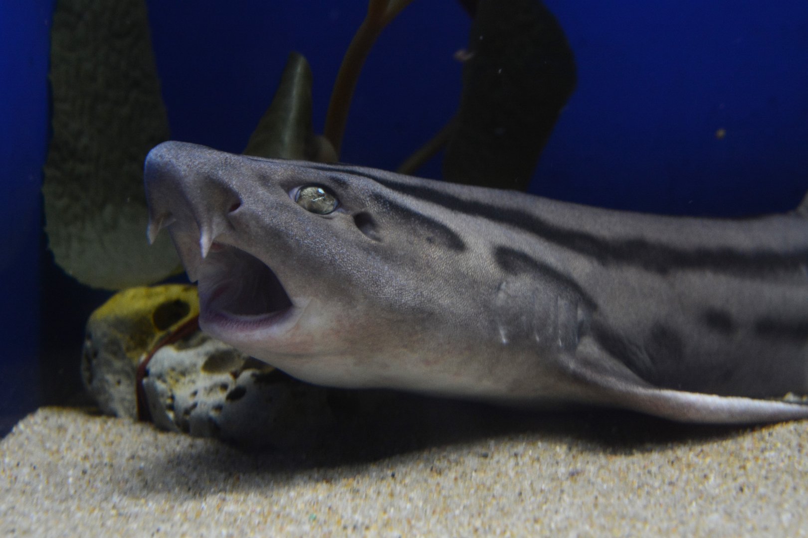 Pyjama shark (Poroderma africanum)