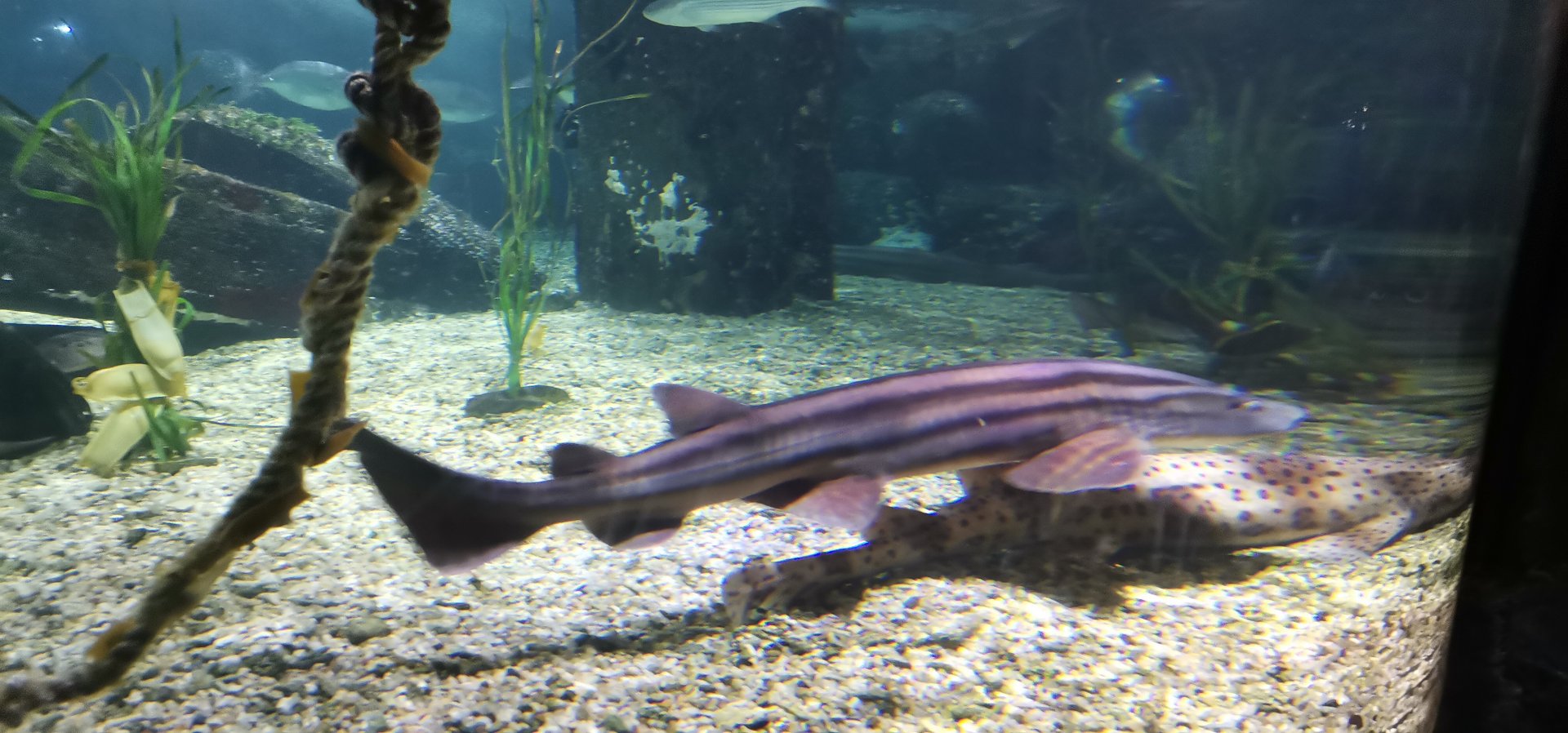 Pyjama Shark