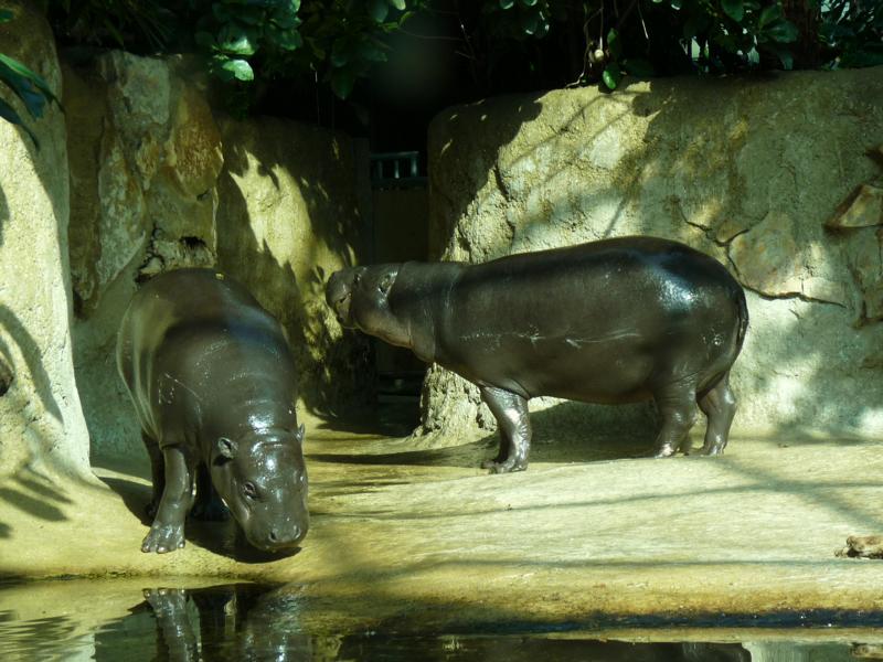 Pymyhippos, mother and calf