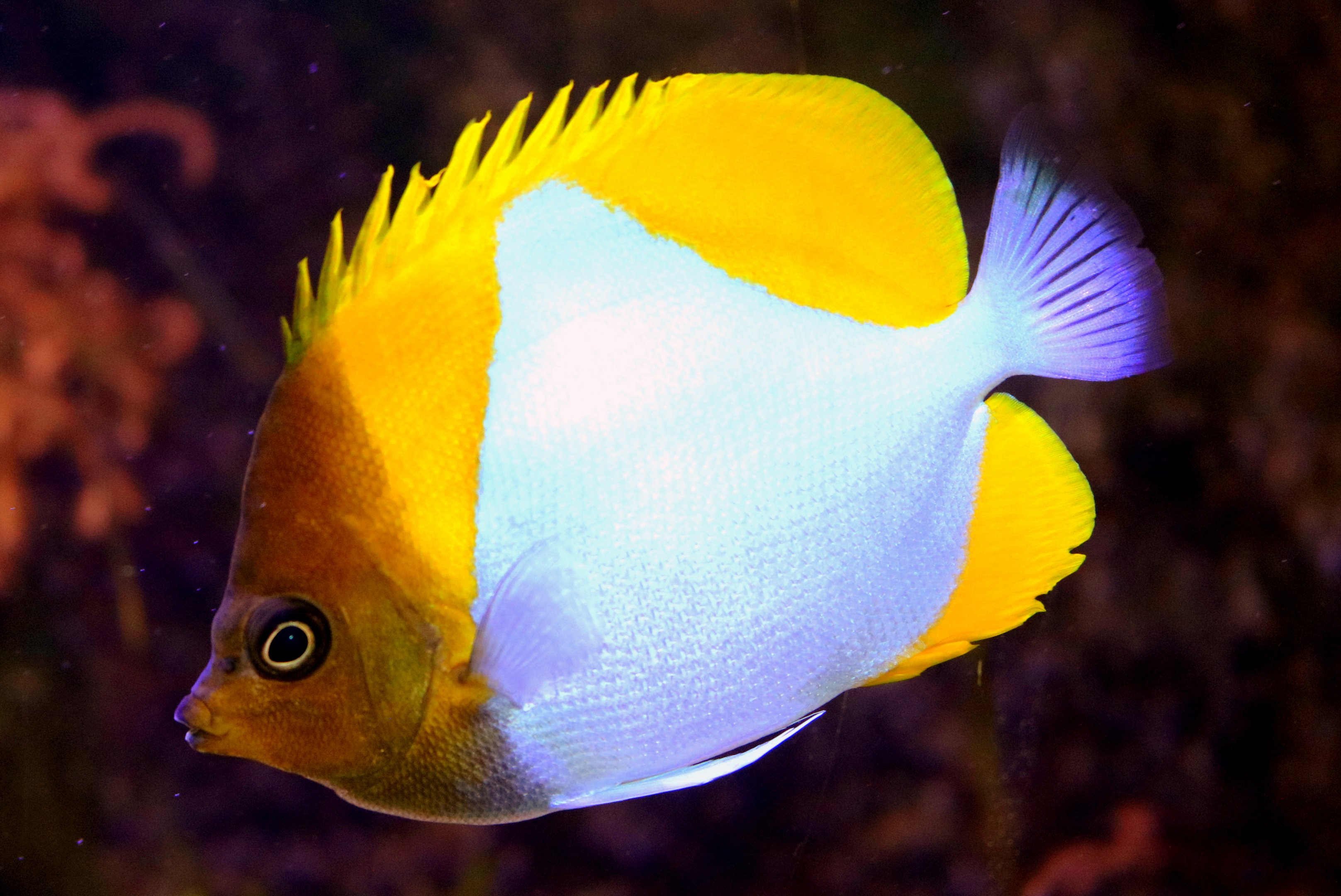 Pyramid butterfly fish; Stuttgart; 5th September 2019