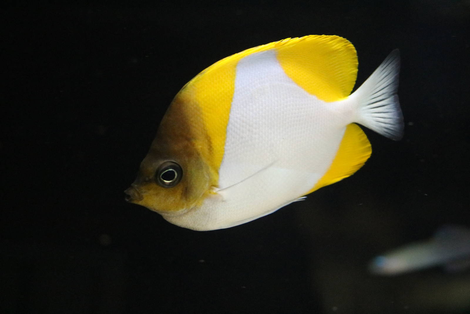 Pyramid butterflyfish - EPSON Aqua Park, February 2016
