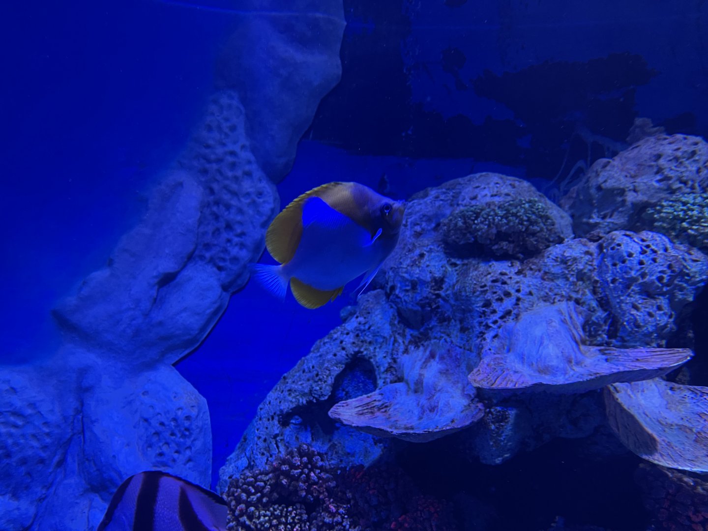 pyramid butterflyfish (hemitaurichthys polylepis) (1) - BX Sea