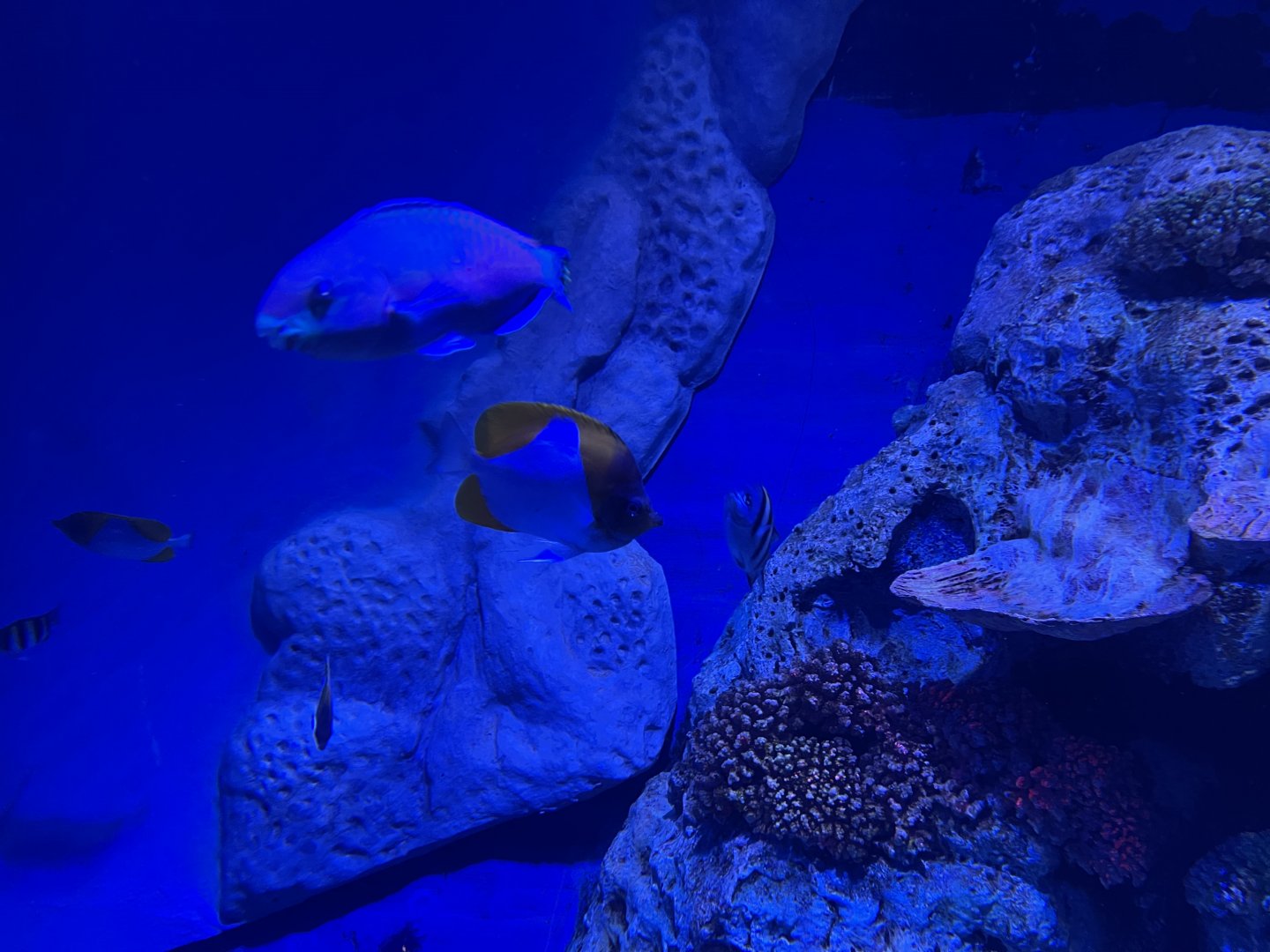 pyramid butterflyfish (hemitaurichthys polylepis) (2) - BX Sea