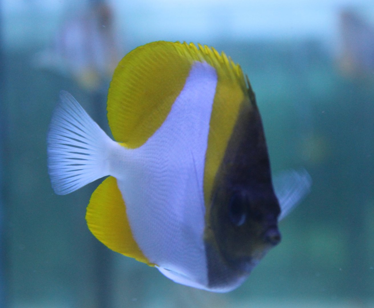 Pyramid butterflyfish - Hemitaurichthys polylepis