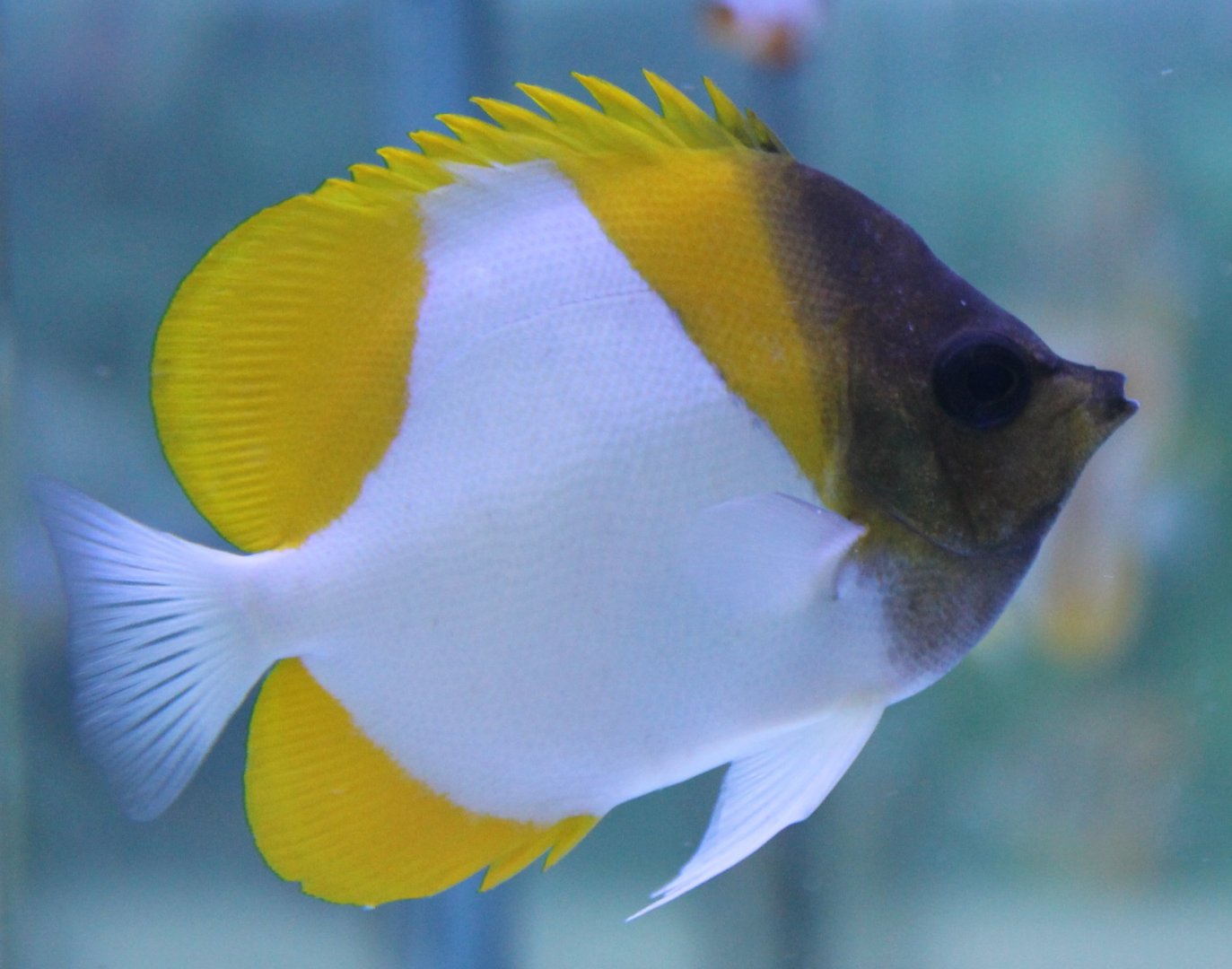 Pyramid butterflyfish - Hemitaurichthys polylepis