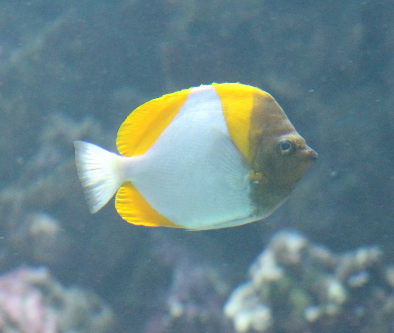 Pyramid butterflyfish - Hemitaurichthys polylepis
