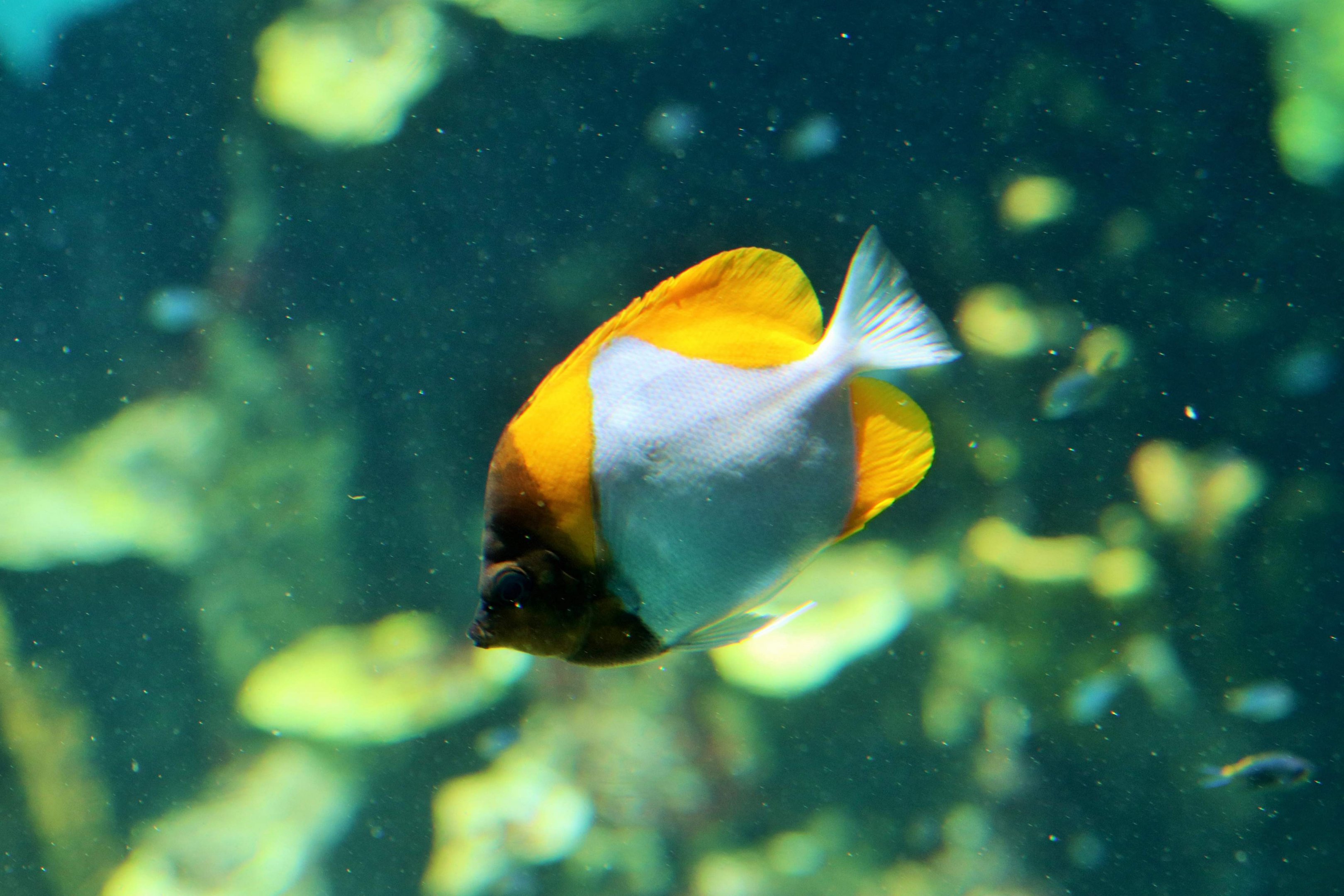 Pyramid Butterflyfish (Hemitaurichthys polylepis)