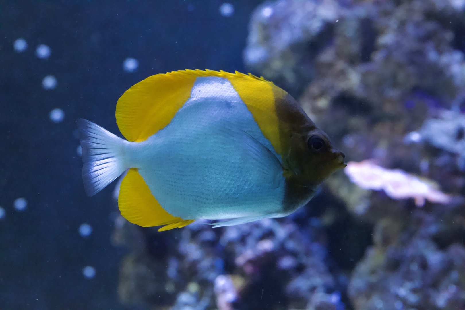 Pyramid Butterflyfish/ Hemitaurichthys polylepis