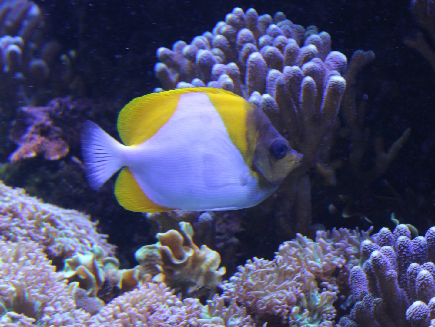 Pyramid butterflyfish - Hemitaurichthys polylopis