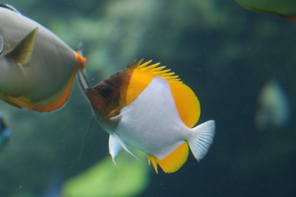 Pyramid Butterflyfish