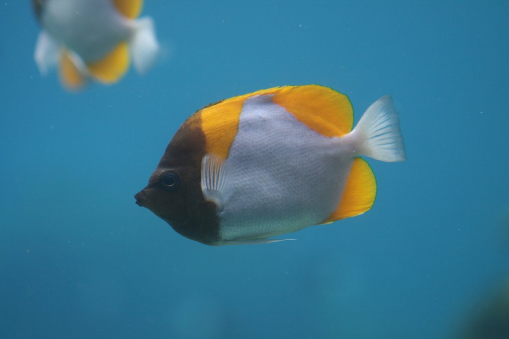 Pyramid Butterflyfish