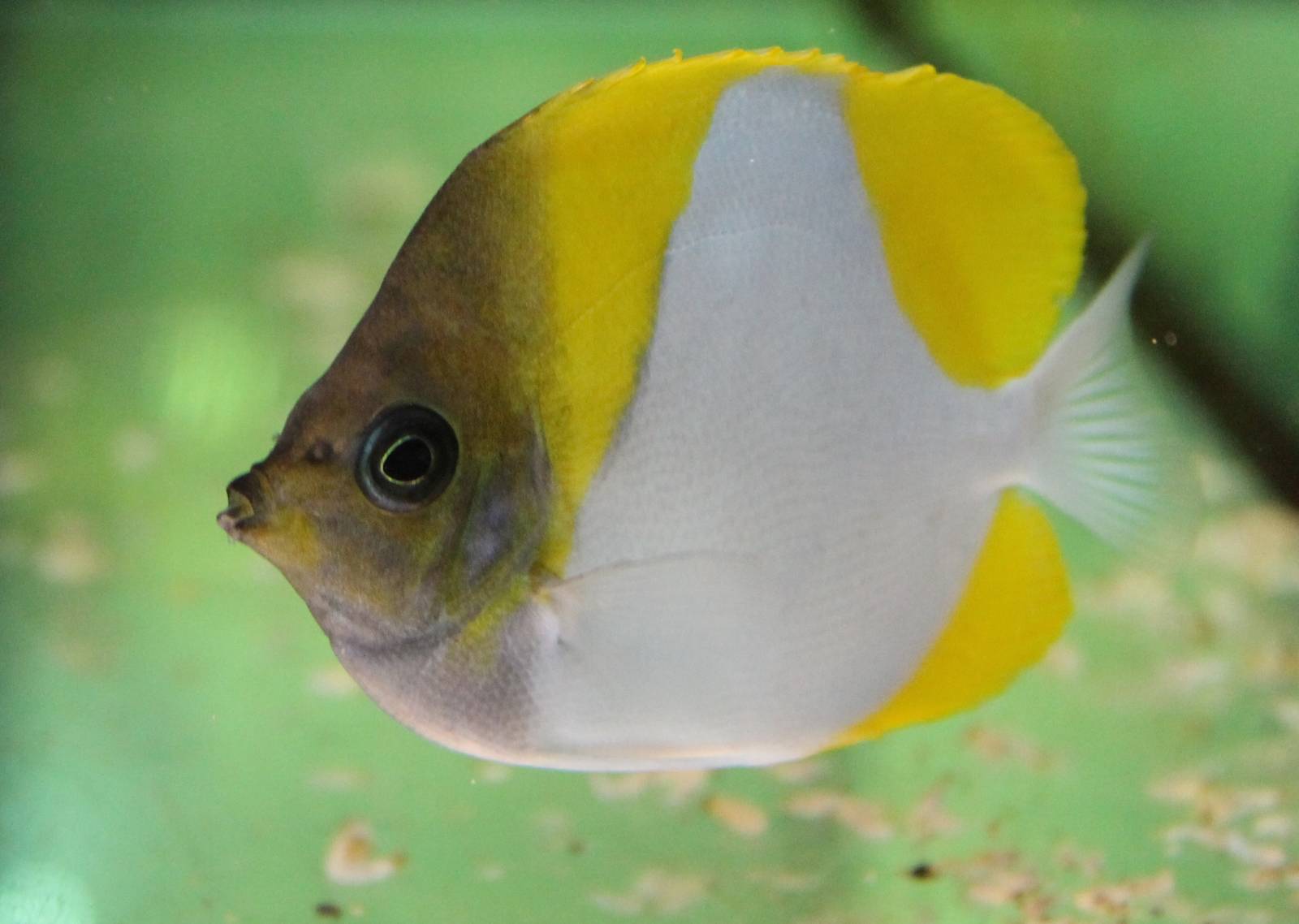 Pyramid butterflyfish