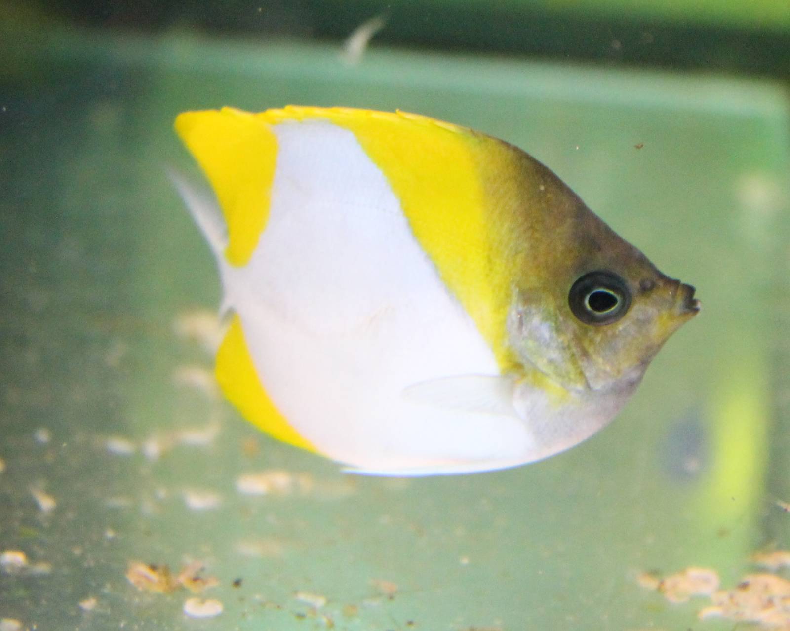 Pyramid butterflyfish