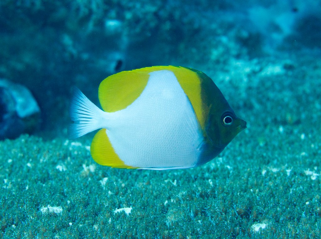 Pyramid Butterflyfish