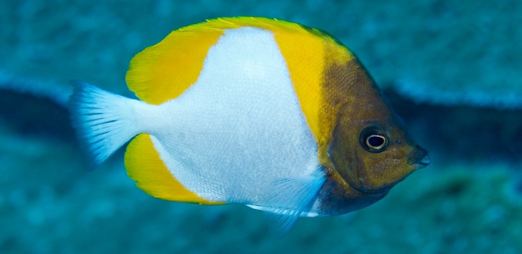 Pyramid Butterflyfish