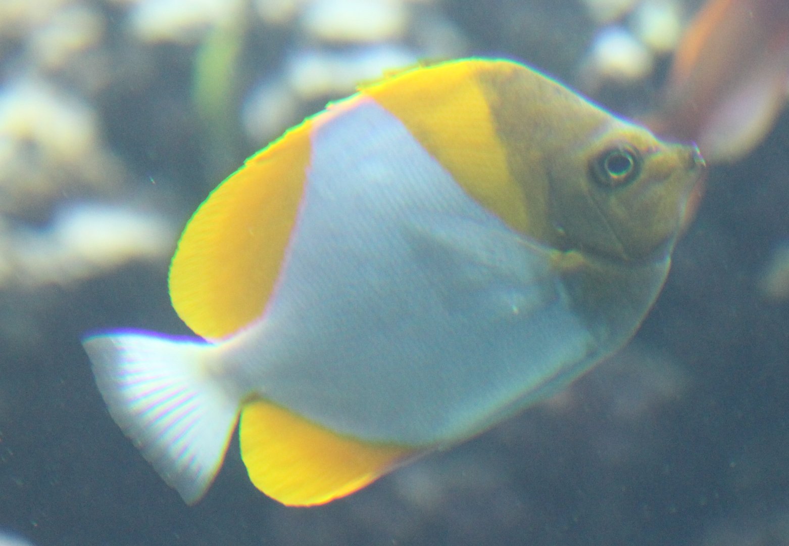 Pyramid butterflyfish