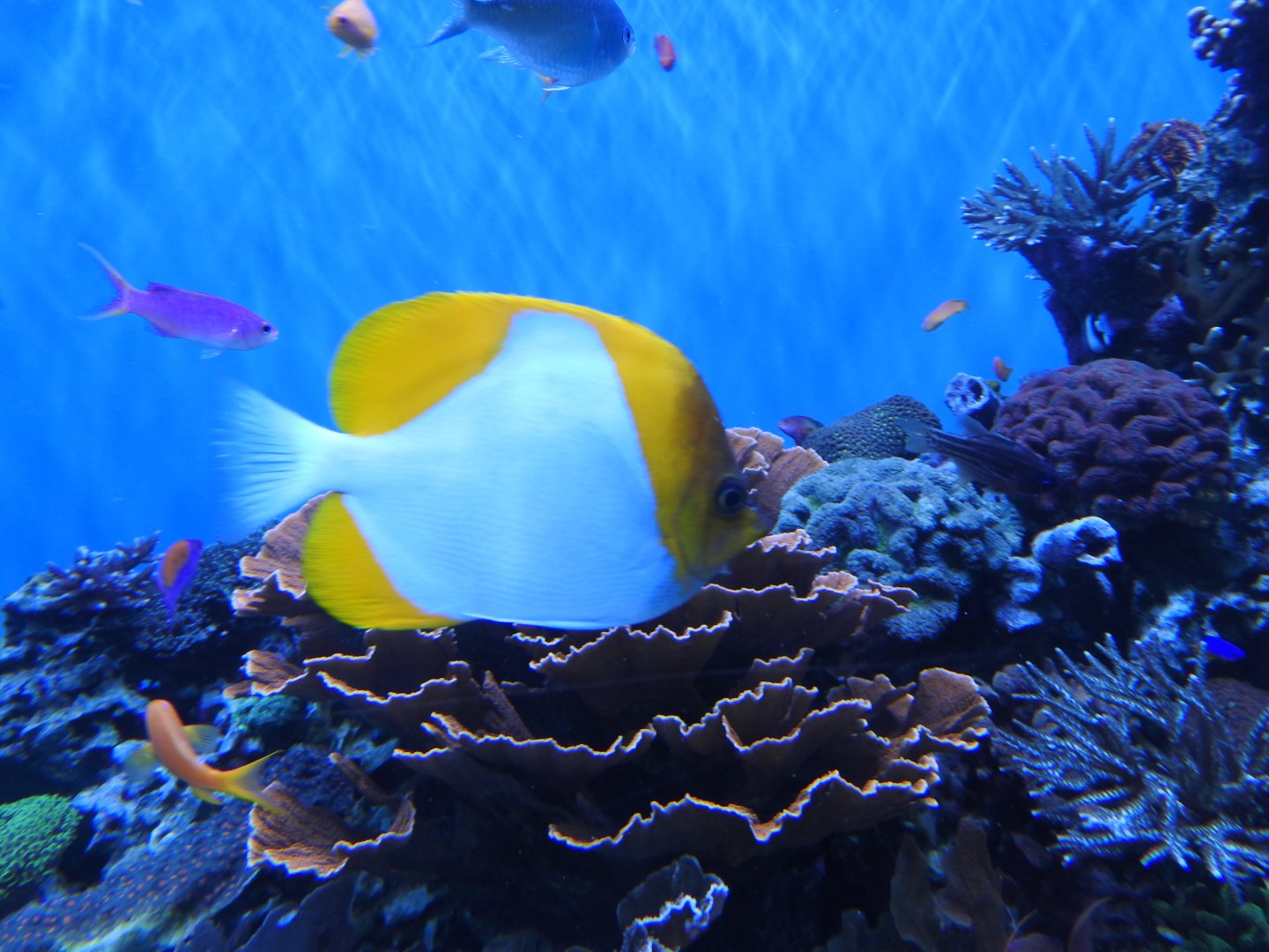 Pyramid Butterflyfish