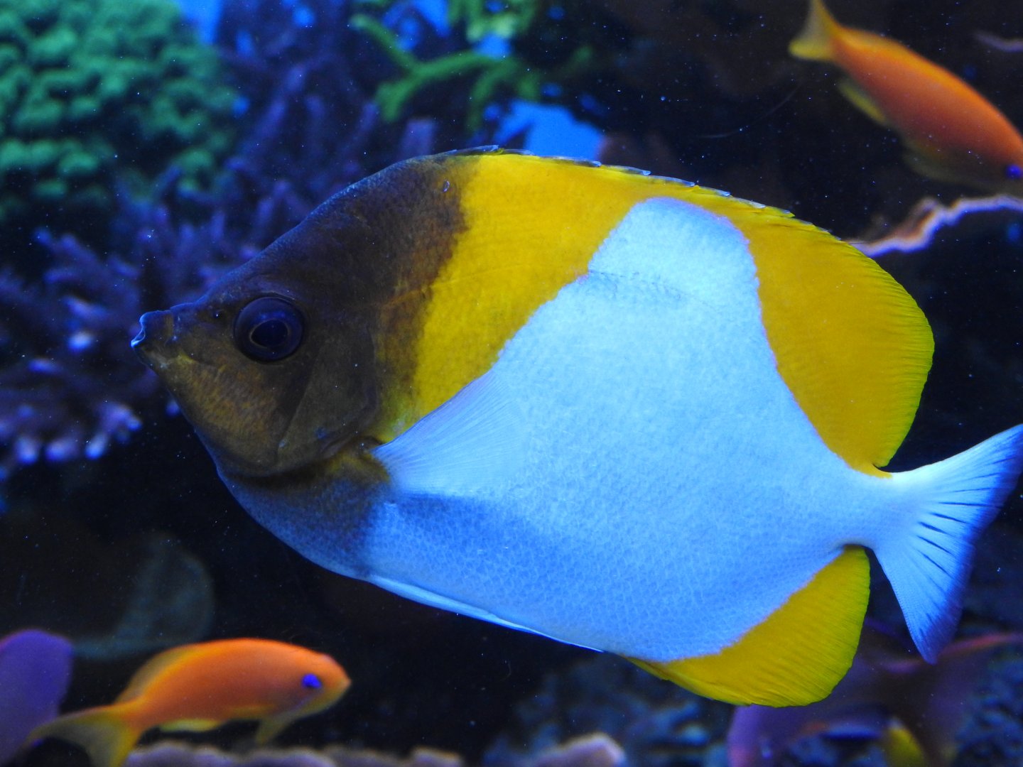 Pyramid Butterflyfish