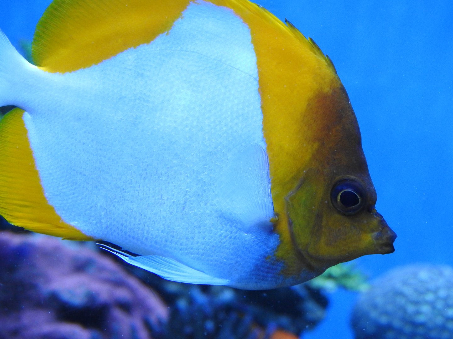 Pyramid Butterflyfish
