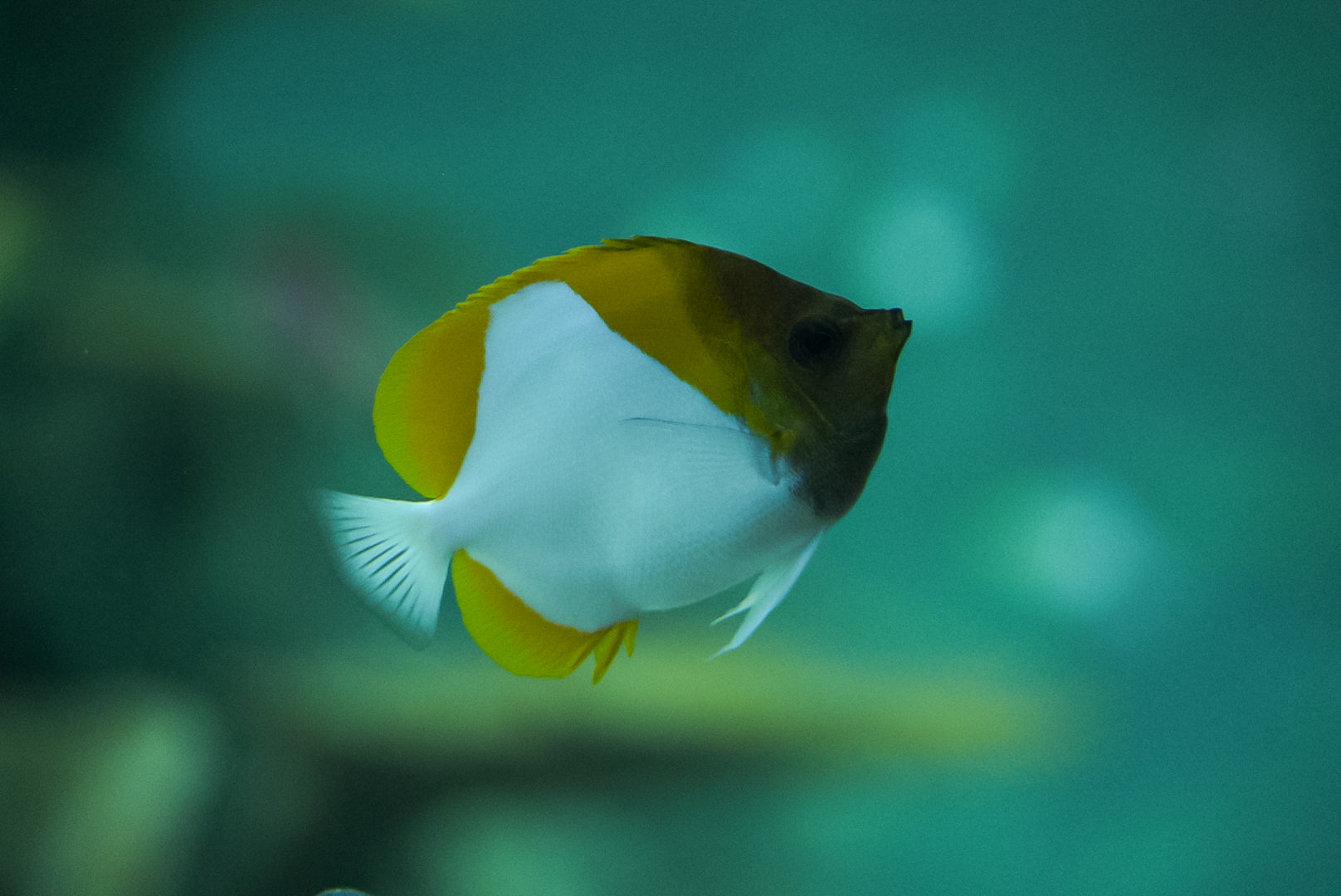 Pyramid Butterflyfish