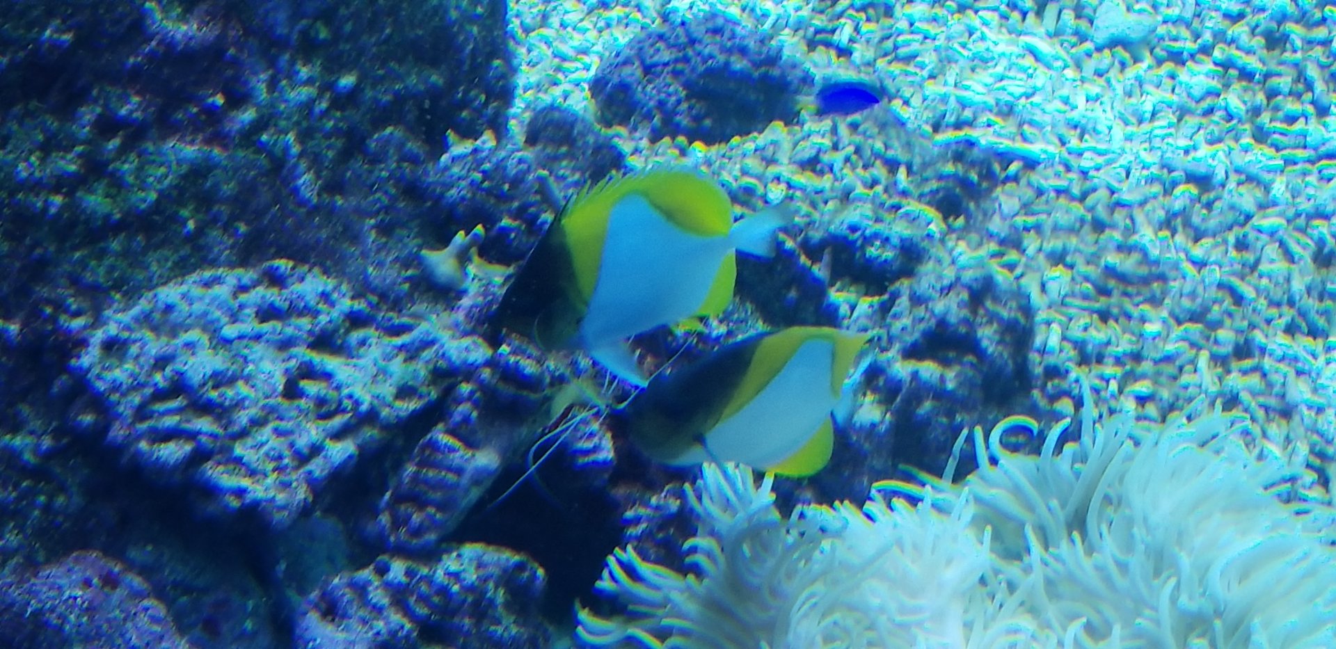 Pyramid Butterflyfish