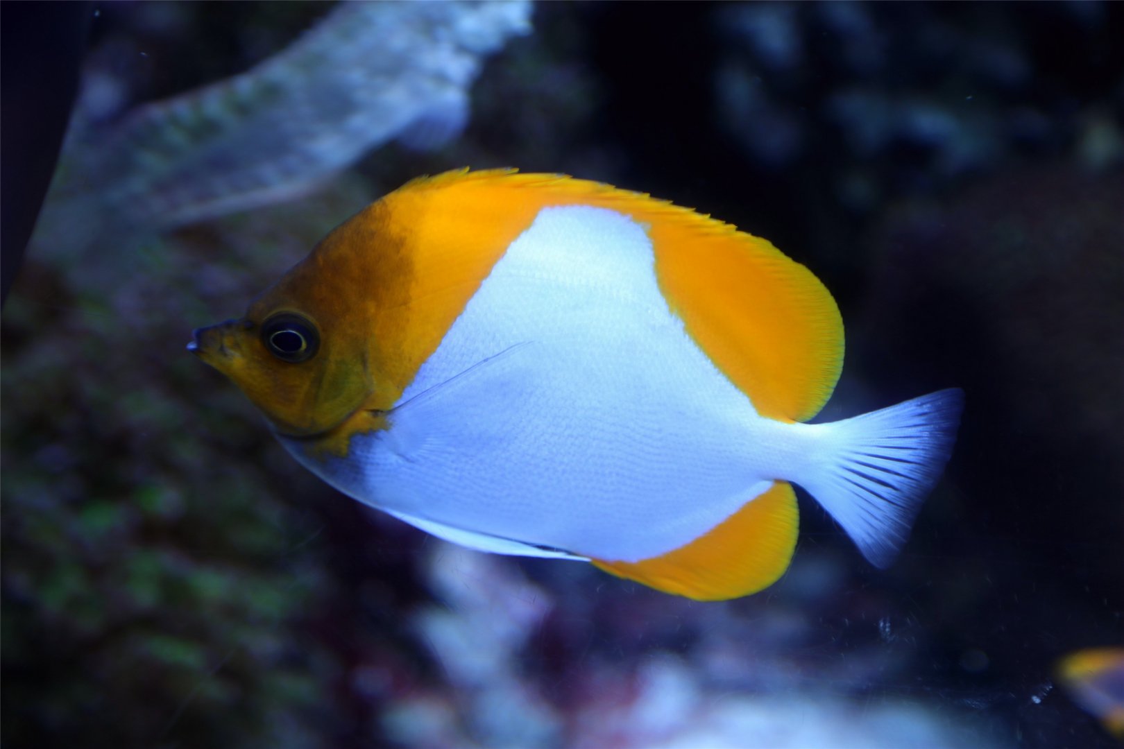 Pyramid Butterflyfish