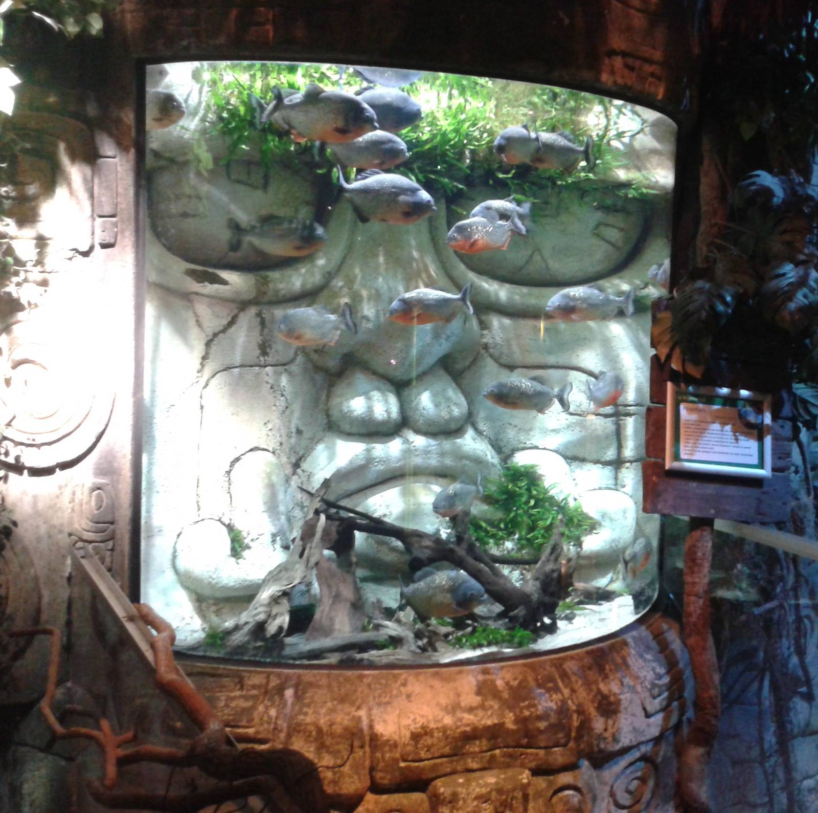 Pyranha aquarium