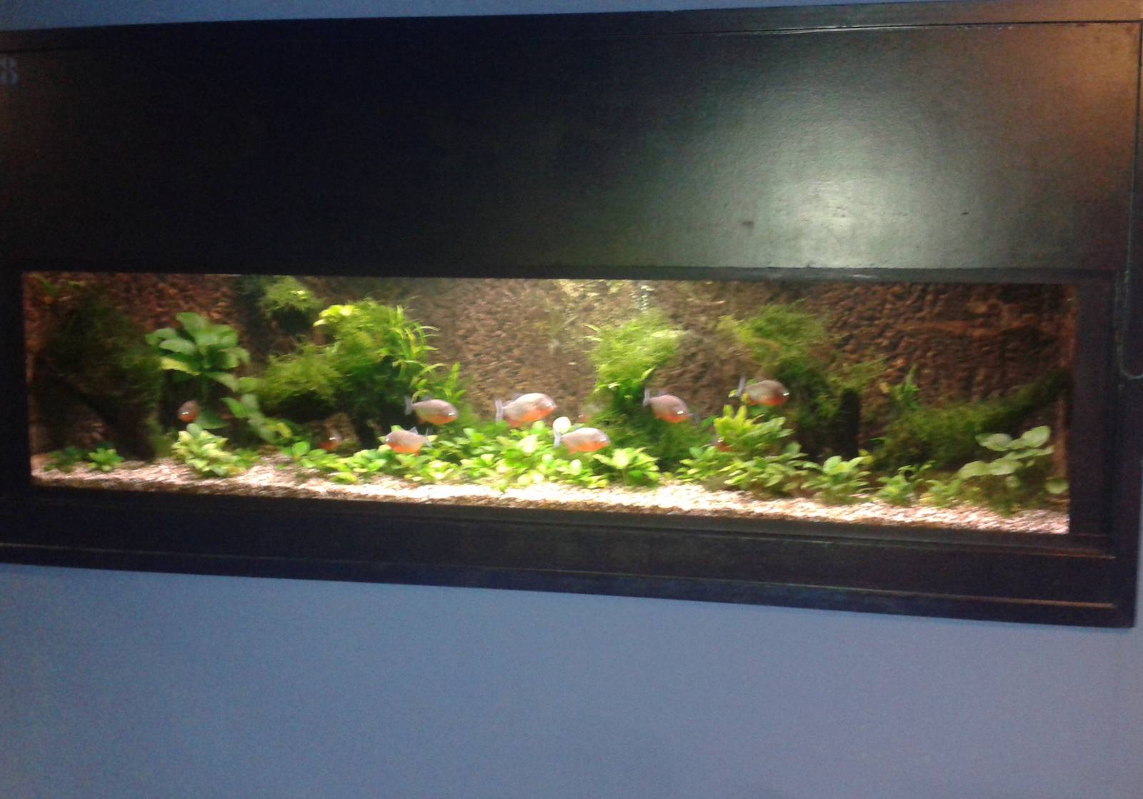 Pyranha aquarium