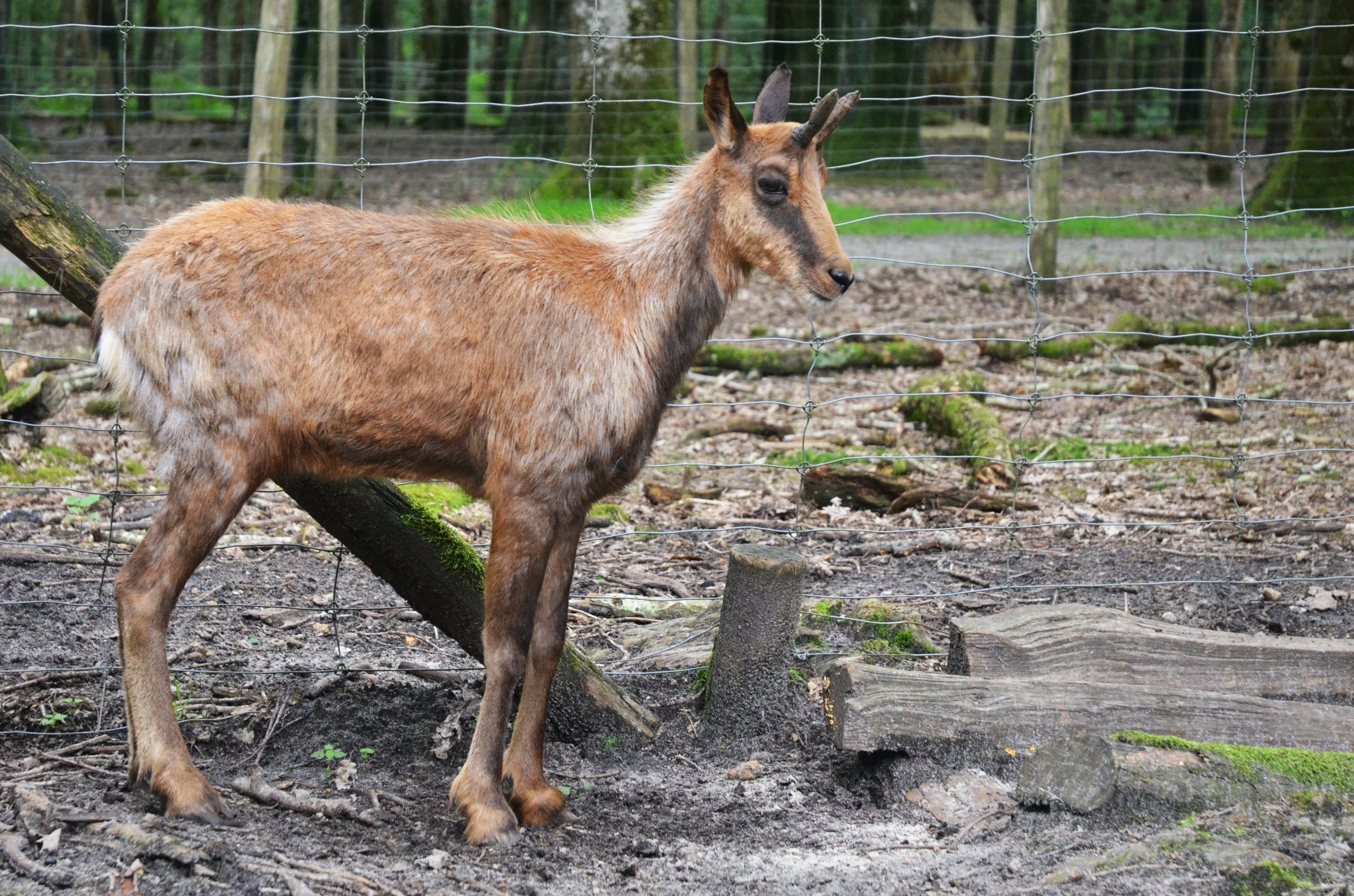 Pyrenean Chamois at Pescheray, 13/06/18