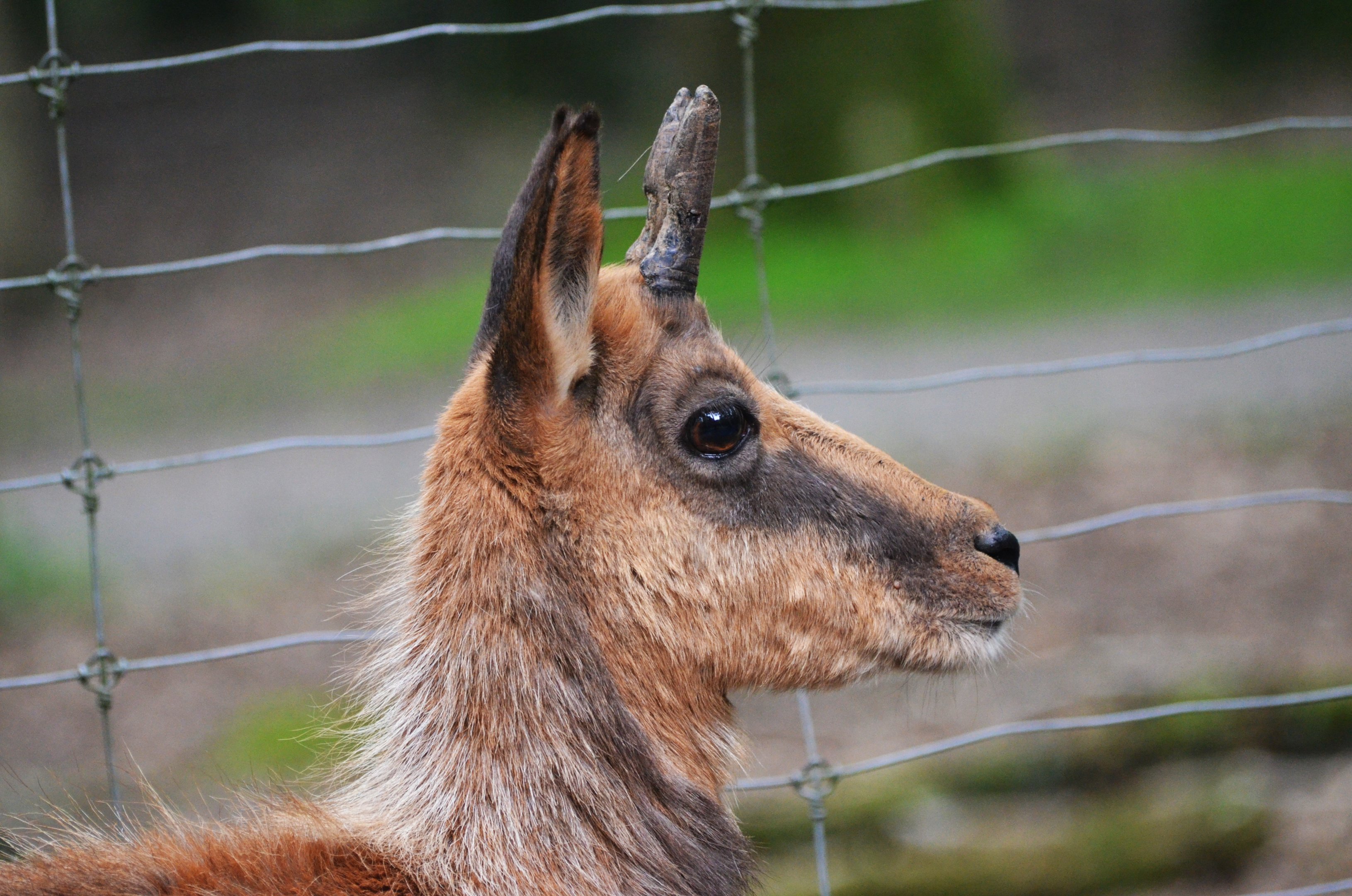 Pyrenean Chamois at Pescheray, 13/06/18